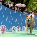 우리집 댕댕이 이미지
