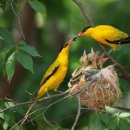 🌼Lovely black naped oriole familly🌼 이미지