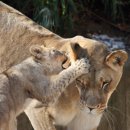 &#39;Netizen 신비 동물의 왕국&#39; &#39;2020. 6. 28&#39;(일요특집) 이미지