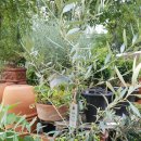 올리브나무 이미지