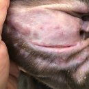 이다종합동물병원 이미지