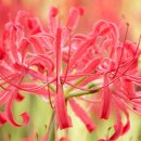 SPP조선(주) | 상사화(相思花)의 다문화적 상징체계