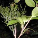 지리산황금나무 이미지