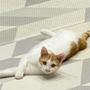 냥글냥글 이미지