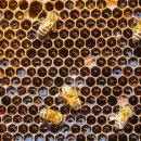 달콤하니 이미지