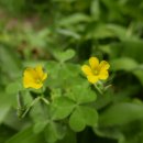 시영농장 이미지