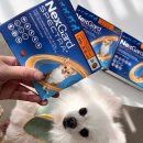 더건강약국 | [광주약국] 서울 동작구 이수역 동물약국 넥스가드 스펙트라 후기