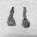 분당 아마존 동물병원 이미지