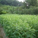 박씨농장 이미지