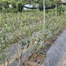 하은농장 이미지