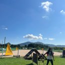 메이저 애견훈련학교 이미지