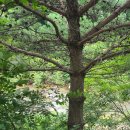 인제 연가리 오토캠핑장 펜션 이미지