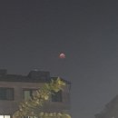 레드문모텔 | 토요코인호텔 서울 강남점 후기