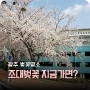 세븐일레븐 광주조선대병원본관점 | 광주 벚꽃 명소 조선대학교 지금 가도 될까? 개화 10% 실시간 후기