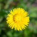 민들레안과의원 이미지