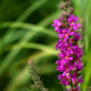 삼봉초등학교 이미지