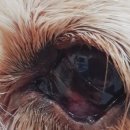 호 동물병원 이미지