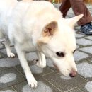 꼬리살랑 이미지