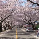 십리벚꽃길 이미지