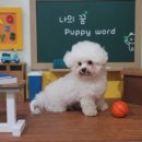 따라 애견학교 이미지