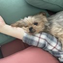 강아지사랑 이미지