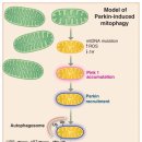 Re: Mitochondrial Fission, Fusion, and Stress - 사이언스 2016년 논문 이미지