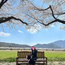 삼문풋살경기장 | 아기랑 밀양 벚꽃나들이🌸 삼문수변공원 벚꽃터널 후기