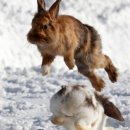 토끼와거북이 이미지