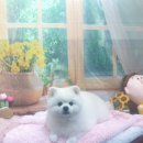 호이펫샵 이미지