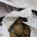 샬롬농원 | 당뇨에 좋은 생여주 여주환:) 하리네농원에서 왔어요~~