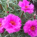 시지에이치 이미지