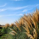 낙동강변25 이미지