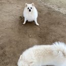 뽀미콩
