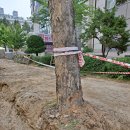 중앙로가로수 이미지