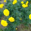 천수국 [African marigold, 千壽菊] 이미지