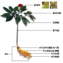 인삼 상세 정보 이미지