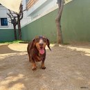 댕라이킷 이미지