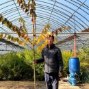 일심2로 R 이미지