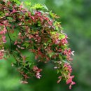 오월의 언덕 이미지