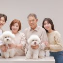 댕댕이 머리하는 날 이미지