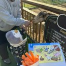 밤비노(소규모) 이미지