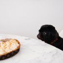 청춘애견 계룡점 이미지