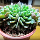 그린로즈 이미지