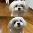 신여사네 | 신여사의 반려견 말티즈 팡이에요