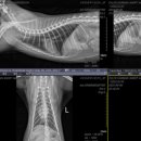 로얄동물외과수술센터 이미지