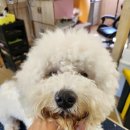 안다펫살롱 이미지