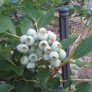 원영농장 이미지