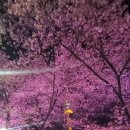 두류푸드마켓 | ​[대구] 2026 이월드 83타워 벚꽃 축제 실시간 개화 상황 &amp; 꿀팁 총정리 (주차, 먹거리, 포토존)