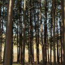 (주)세아푸드 | 양산 법기수원지 아기랑 산책 후기｜양산 가볼만한곳 벚꽃 명소 유모차 가능 여부 총정리