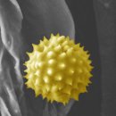 식물의 꽃가루 '현미경으로 본 생명의 신비' 이미지